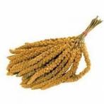 Trosgierst 1kg, 5€, doos 15kg 45€, Dieren en Toebehoren, Ophalen, Nieuw