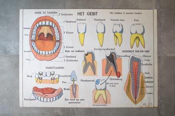 Vintage schoolposter, schoolplaat gebit, ademhaling 1969 beschikbaar voor biedingen
