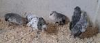 Grubbe baardkrielen, Dieren en Toebehoren, Meerdere dieren, Kip