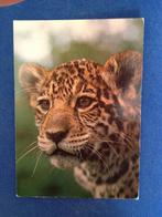 Jaguar, Verzamelen, Ansichtkaarten | Dieren, Ongelopen, Ophalen of Verzenden