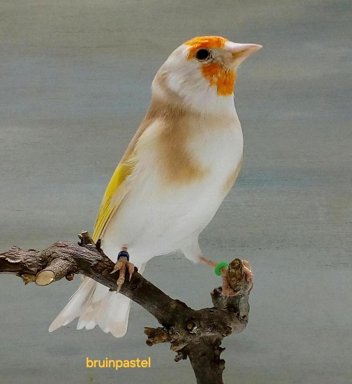 Majoor putters, Dieren en Toebehoren, Vogels | Overige Vogels, Wildzangvogel, Meerdere dieren