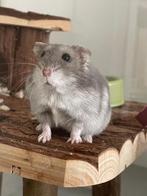 Russische dwerghamster met alle toebehoren, Dieren en Toebehoren, Knaagdieren, Hamster, Vrouwelijk, November, Tam