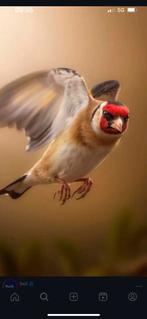 5 Jonge distelvinken (putters) te koop! 85€ per stuk, Dieren en Toebehoren, Vogels | Overige Vogels, Meerdere dieren, Wildzangvogel