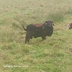 Quessant ram te huur, Dieren en Toebehoren, Schapen, Geiten en Varkens, Mannelijk, Schaap