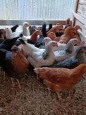 GroteKippen:Sussex-Amrock-Barnevelder-Leghorn-RhodeIshlander beschikbaar voor biedingen