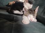 Kittens te koop, Dieren en Toebehoren, Katten en Kittens | Overige Katten