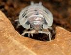 Isopod Porcellio laevis "Dairy Cow"