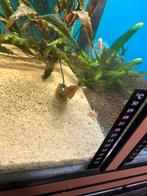 Baby albino corydorassen 3 stuks voor 5 euro, Dieren en Toebehoren, Vis, Zoutwatervis, Schoolvis