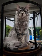 Dekkater Maine Coon - niet te koop, Dieren en Toebehoren
