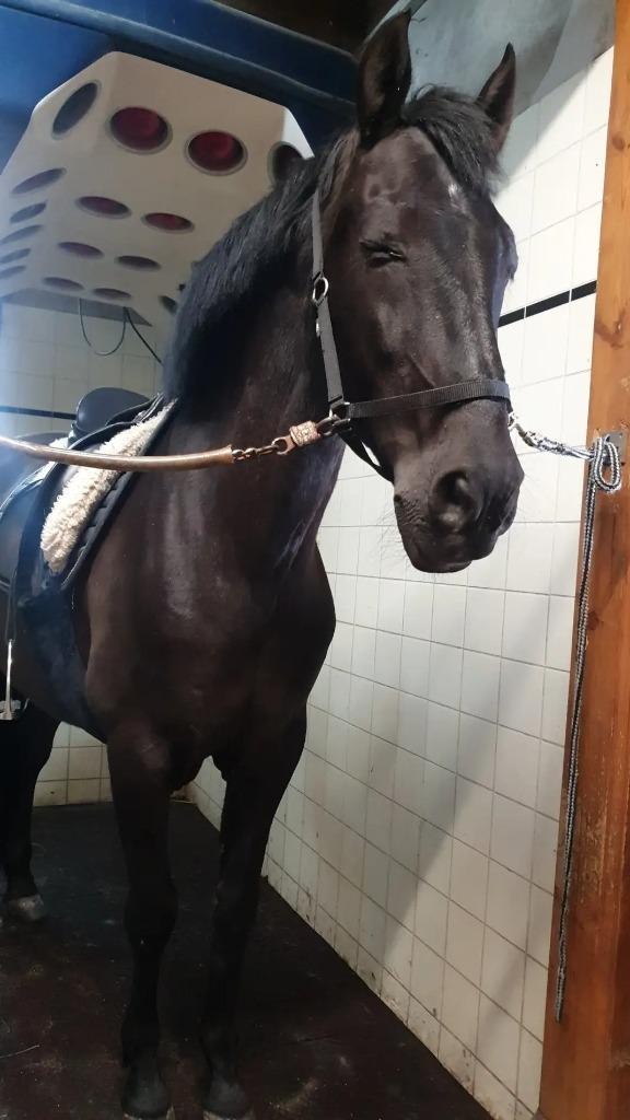 Zeer braaf verzorgpaard beschikbaar, Diensten en Vakmensen, Dieren | Paarden | Verzorging, Oppas en Les