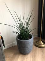 Kamerplant Vrouwentong (Sansevieria), Ophalen, Overige soorten, Halfschaduw, In pot