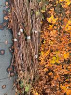 Gratis Wilgentakken voor creatieve projecten, Tuin en Terras, Ophalen, Overige soorten, Struik, 100 tot 250 cm