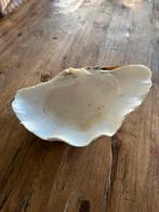 DOOPVONT SCHELP, Ophalen of Verzenden, Schelp(en)