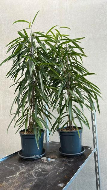 Ficus alii 2x 110cm hoog | samen €30,- beschikbaar voor biedingen