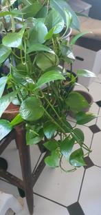 hangplant, epipremnum, mooie plant, Ophalen, Halfschaduw, Minder dan 100 cm