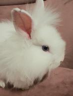 Teddy Dwerg Babykonijn, Mannelijk, Dwerg