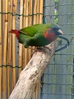 Kruising roodkop papagaai amadine en driekleur papegamadine, Dieren en Toebehoren, Vogels | Overige Vogels, Geslacht onbekend