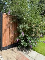 Grote Vlinderstruik, Overige soorten, 100 tot 250 cm, Zomer, Ophalen