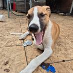 PUPS 5.0 SUPER ZELDZAAM nog 4 van de 7 over, Rabiës (hondsdolheid), 8 tot 15 weken, Meerdere, Meerdere dieren