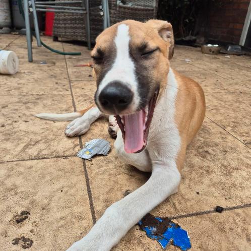 PUPS 5.0 SUPER ZELDZAAM nog 3 van de 7 over!!, Dieren en Toebehoren, Honden | Niet-rashonden, Middel, Meerdere dieren, Particulier