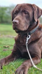 Mooie ervaren, gezonde labrador dekreu, Dieren en Toebehoren, Honden | Dekreuen, Reu, Rabiës (hondsdolheid), Eén hond, 3 tot 5 jaar