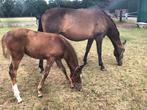 Te koop veelzijdig veulen van de hengst Bocelli TN., Dieren en Toebehoren, Paarden, Merrie, Minder dan 160 cm, Niet van toepassing