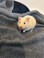 Syrische hamster / goudhamster- nog 1 beschikbaar!!, Dieren en Toebehoren, Knaagdieren, Hamster, November, Meerdere dieren, Tam