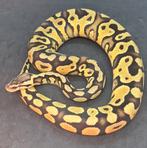0.1 Pastel Yellowbelly 100%het Albino + Clown, Dieren en Toebehoren, Slang, 0 tot 2 jaar