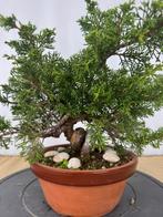 Juniperus chinensis. Itoigawa, Verzenden, Volle zon, Overige soorten