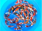 Jonge Japankoi nu met extra voordeel!, Karper of Koi