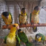 Zwartkop en Roestkop-caique`s // papegaaien., Dieren en Toebehoren, Vogels | Parkieten en Papegaaien, Geslacht onbekend, Papegaai