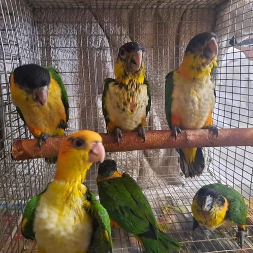 Zwartkop en Roestkop-caique`s // papegaaien., Dieren en Toebehoren, Vogels | Parkieten en Papegaaien, Papegaai, Geslacht onbekend