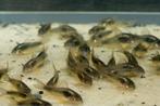 Corydora Aeneus -Bronzen pantsermeerval - Koidreams valburg, Dieren en Toebehoren, Vis, Zoetwatervis, Schoolvis