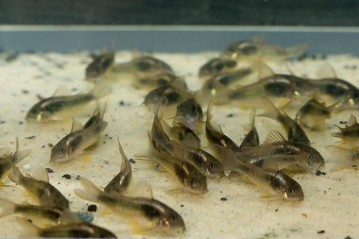 Corydora Aeneus -Bronzen pantsermeerval - Koidreams valburg, Dieren en Toebehoren, Vissen | Aquariumvissen, Zoetwatervis, Vis