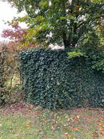Klimop Haag - Groene Afscheiding, Tuin en Terras, Planten | Struiken en Hagen, Ophalen, Overige soorten, Haag, 100 tot 250 cm
