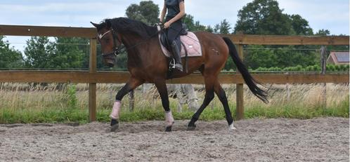 Superbrave prachtige Portugese ruin, Dieren en Toebehoren, Paarden, Ruin, B, 160 tot 165 cm, 3 tot 6 jaar, Recreatiepaard, Gechipt
