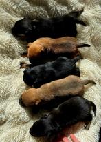 Jackrussel pups zoeken een nieuw baasje, Dieren en Toebehoren, Honden | Jack Russells en Terriërs, Rabiës (hondsdolheid), Jack Russell Terriër