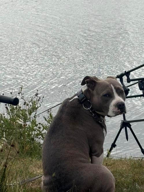 GEZOCHT  rein bully xl tot 5 maanden oud ewu, Dieren en Toebehoren, Honden | Niet-rashonden, Groot, Reu, Particulier, Meerdere