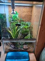 Wimpergekko met stippen, terrarium, 2 verwarmings ,planten, Dieren en Toebehoren, Reptielen en Amfibieën, Met terrarium, 0 tot 2 jaar
