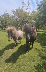 2 lieve mini pony's te koop, Dieren en Toebehoren, Pony's, Ruin, A pony (tot 1.17m), 7 tot 10 jaar