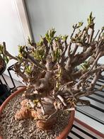 Te koop ADANSONIA DIGITATA, Ophalen of Verzenden, Volle zon, Overige soorten