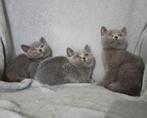 Britse Korthaar Kittens, Meerdere dieren, Ontwormd, 0 tot 2 jaar