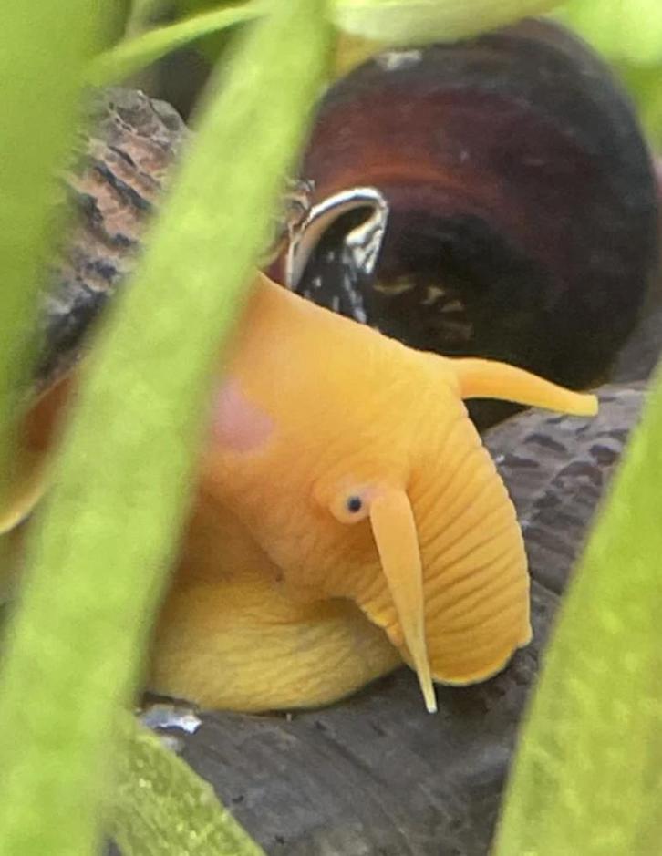 Mooie Sulawesi slakken, Tylomelania, Olifantslak, Dieren en Toebehoren, Vissen | Aquariumvissen, Slak of Weekdier