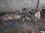 Nubische geiten en jonge, Dieren en Toebehoren, Schapen, Geiten en Varkens, Vrouwelijk, Geit