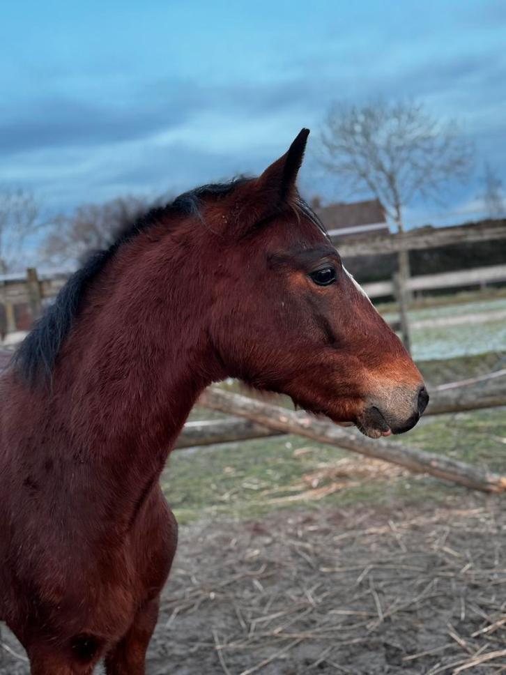 2 jarige New Forest pony, Dieren en Toebehoren, Pony's, Hengst, Onbeleerd, C pony (1.27m tot 1.37m), 0 tot 2 jaar, Met stamboom