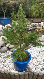 Chamaecyparis obtusa Draht!!!, Tuin en Terras, Bloeit niet, Halfschaduw, Minder dan 100 cm, Overige soorten