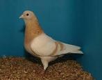 Gevraagd koppel Fluitduiven kumrus, Dieren en Toebehoren, Vogels | Duiven, Meerdere dieren, Overige soorten