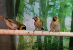 Cubavinken koppels, Meerdere dieren