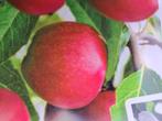 Hoogstam fruitbomen appel en peer - Diverse rassen, Lente, Volle zon, In pot, Ophalen of Verzenden