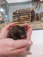Syrische hamsters super lief en super tam., Dieren en Toebehoren, Knaagdieren, Hamster, Juni, Meerdere dieren, Tam